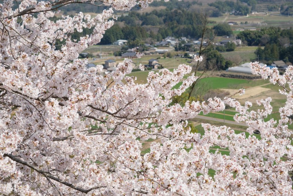 2022/4/7【開花状況】桜、ヨシノツツジ、スイセン、レンギョウ、ユキヤナギ