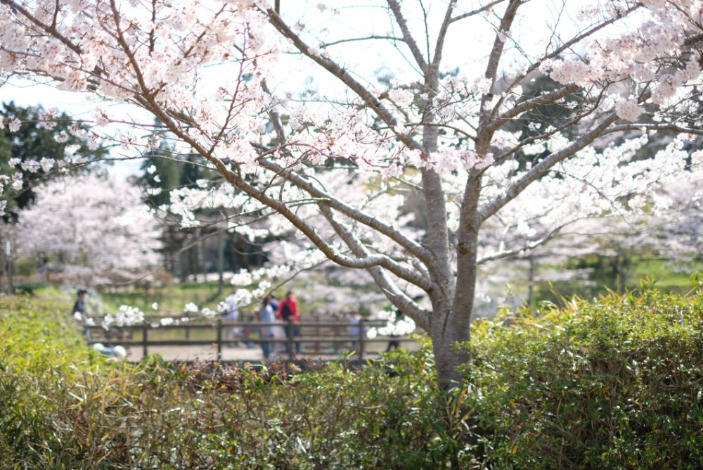 心も体も元気になれる広々とした園内