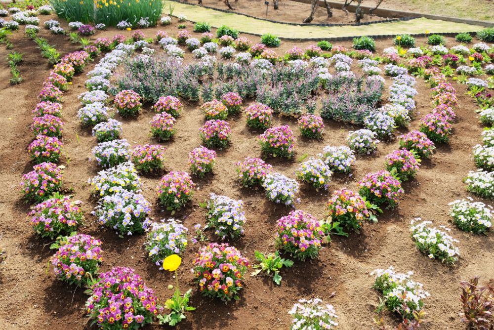 ハートアイテムを探して！季節の花エリアの植え替え作業