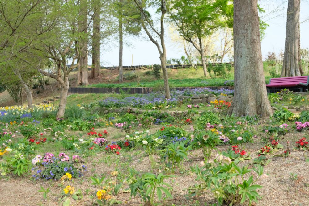 2022/4/14【開花状況】シャガの開花！