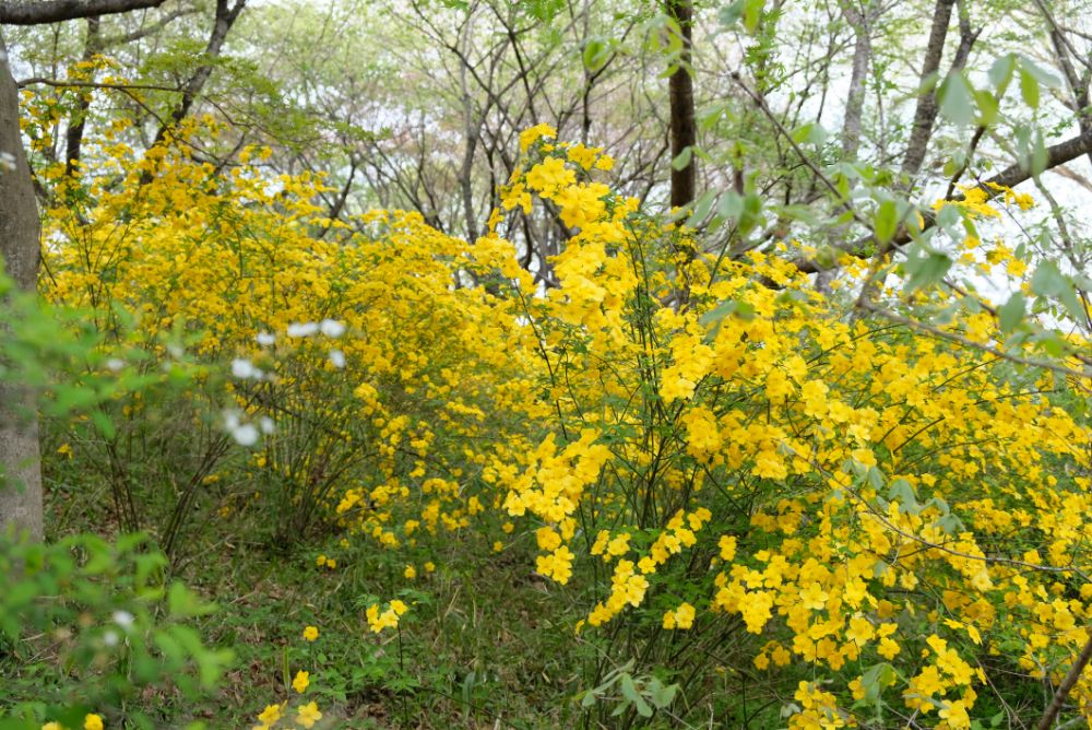 2022/4/14【開花状況】シャガの開花！