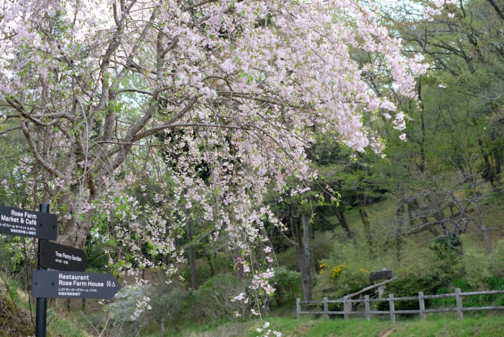 2022/4/14【開花状況】シャガの開花！