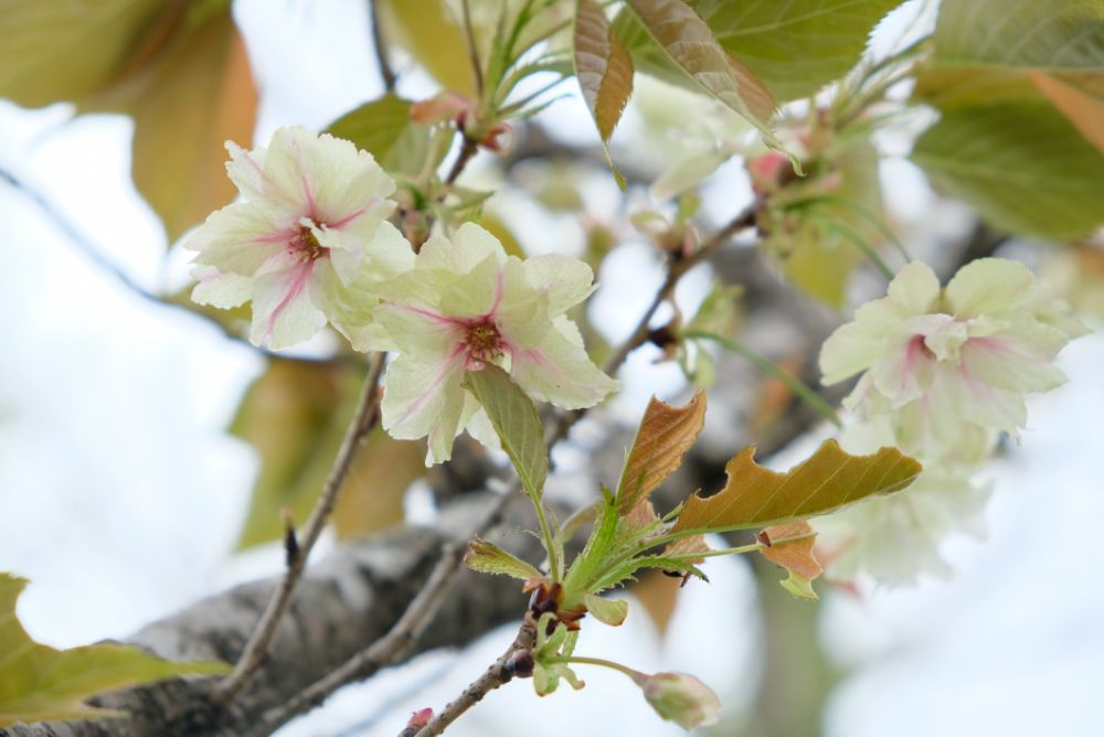 満開の八重桜の下で焚き火珈琲はいかが？