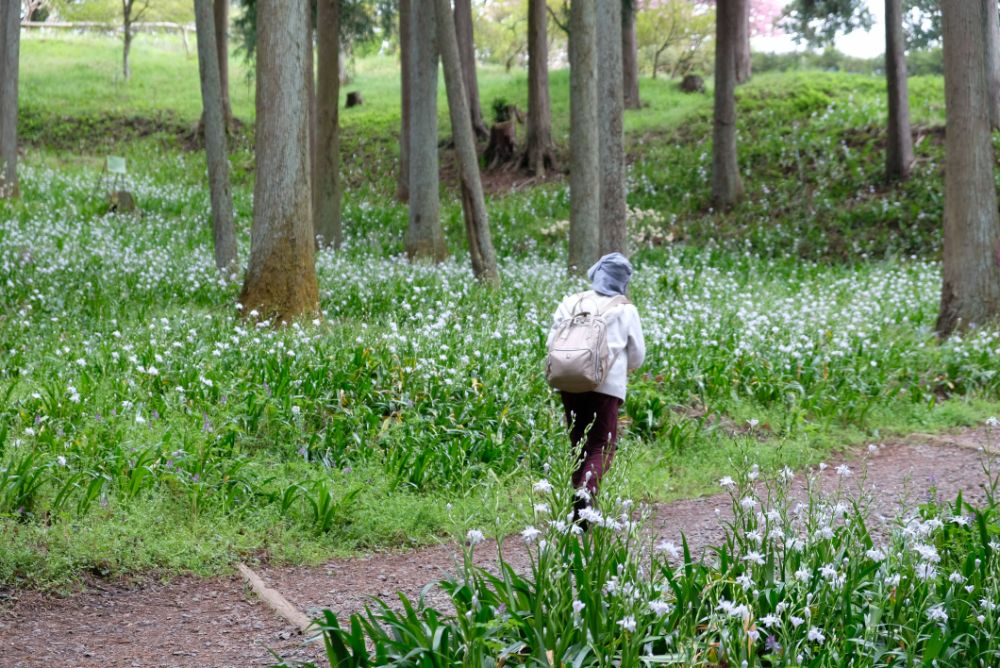 満開の八重桜の下で焚き火珈琲はいかが？