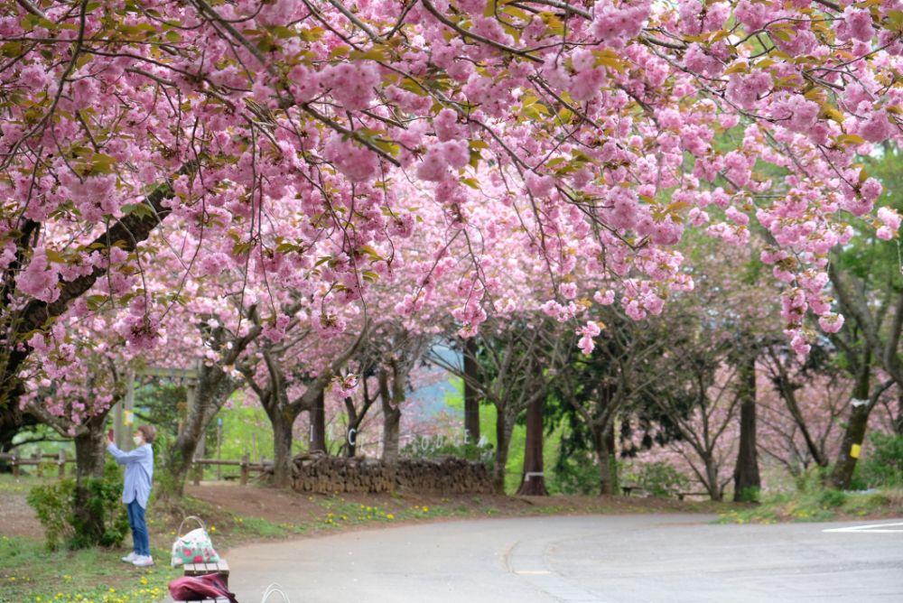 満開の八重桜の下で焚き火珈琲はいかが？