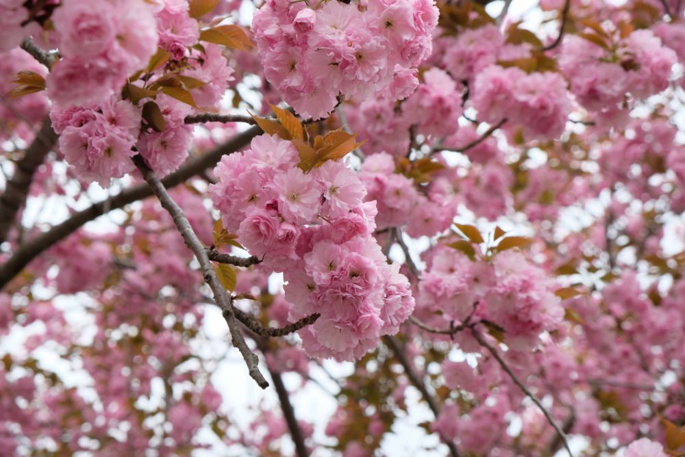 満開の八重桜の下で焚き火珈琲はいかが？