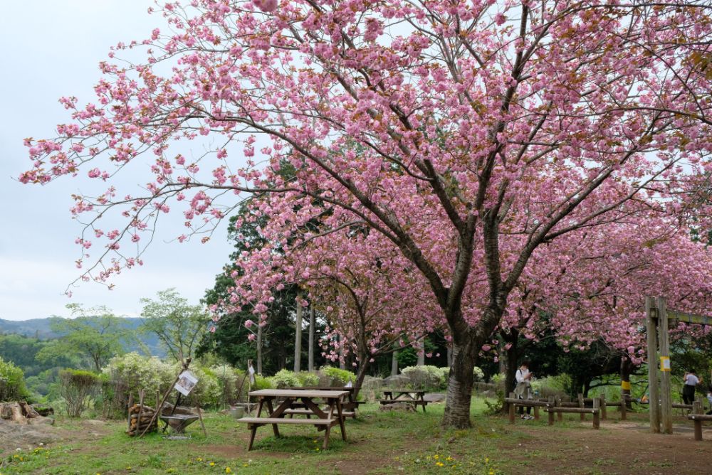 満開の八重桜の下で焚き火珈琲はいかが？