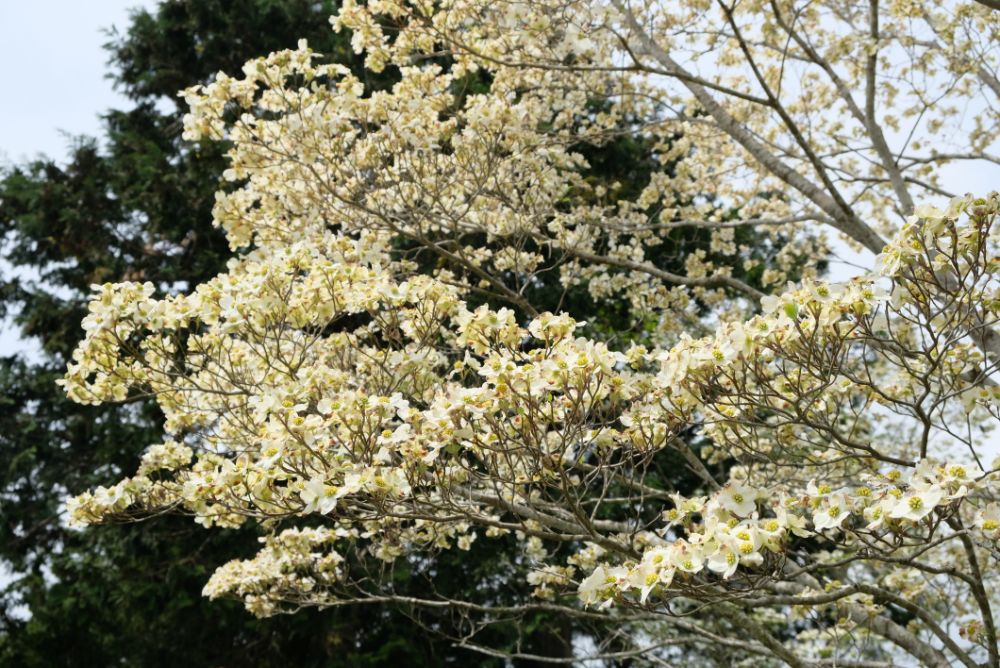 2022/4/22【開花状況】ボタンとフジの開花。コデマリ、シャガ、八重桜の見ごろ