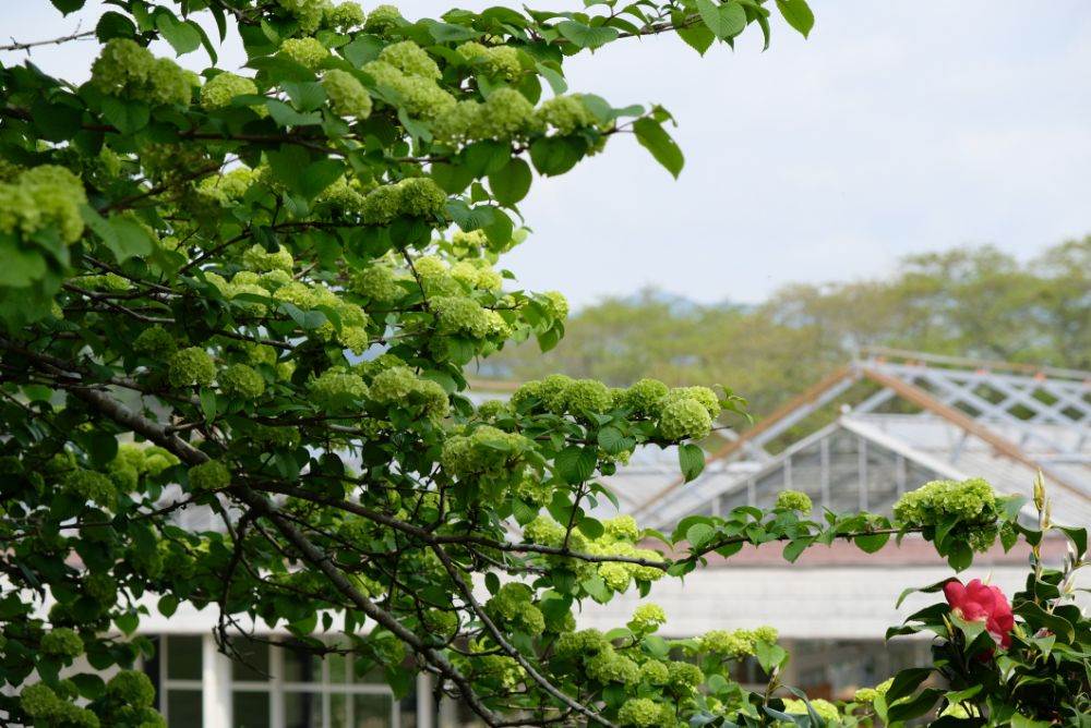 2022/4/22【開花状況】ボタンとフジの開花。コデマリ、シャガ、八重桜の見ごろ