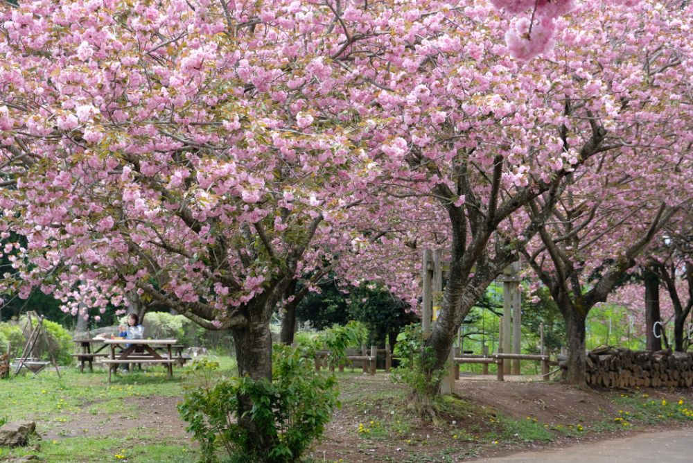 2022/4/22【開花状況】ボタンとフジの開花。コデマリ、シャガ、八重桜の見ごろ