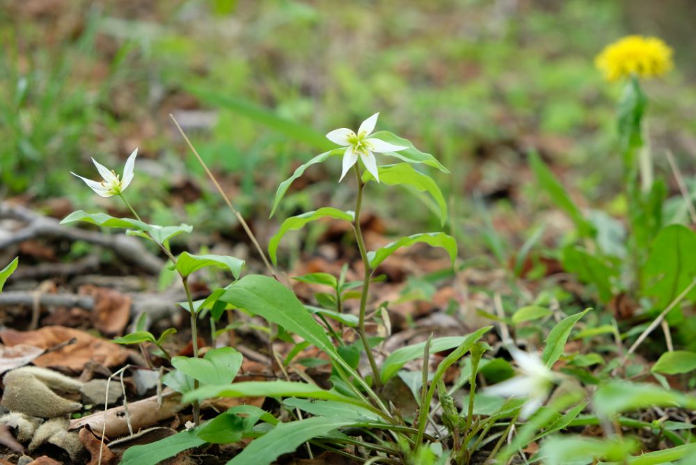 2022/4/22【開花状況】ボタンとフジの開花。コデマリ、シャガ、八重桜の見ごろ