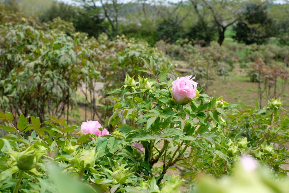 2022/4/22【開花状況】ボタンとフジの開花。コデマリ、シャガ、八重桜の見ごろ