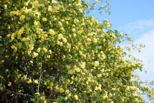 22 5 3 開花状況 モッコウバラ シャクヤク 花菖蒲