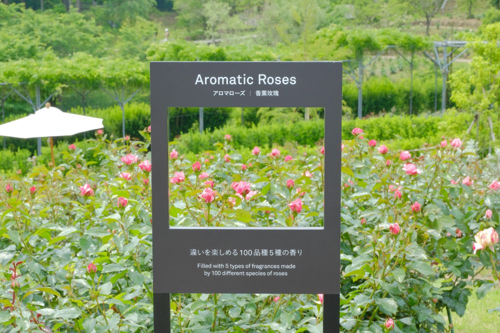 2022/5/22【開花状況】バラの開花状況