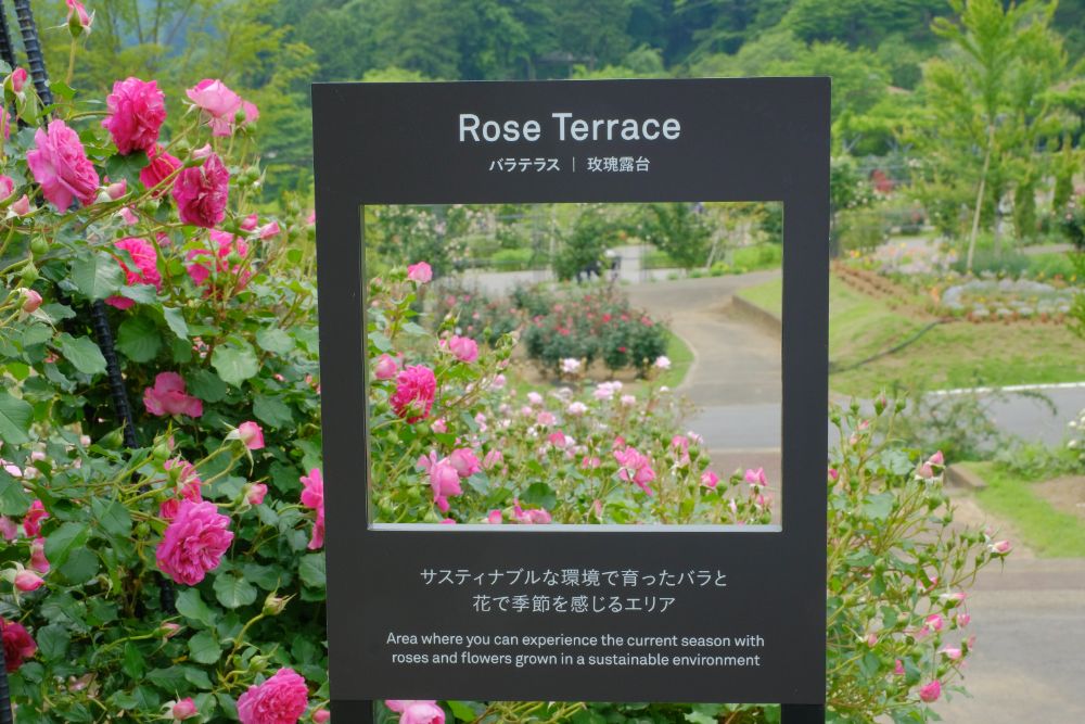 2022/5/26【開花状況】バラの開花状況