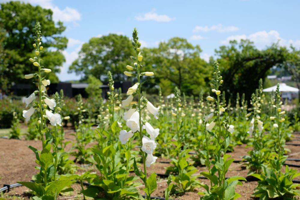 こどもの日、5/5（祝・木）はお子さまの入園無料！