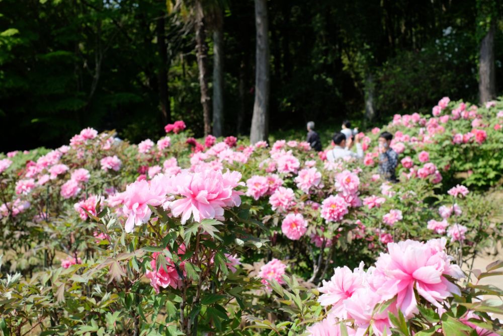 こどもの日、5/5（祝・木）はお子さまの入園無料！