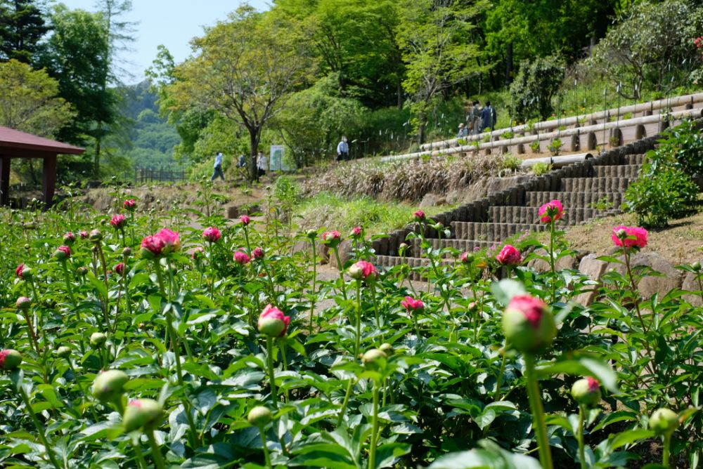 こどもの日、5/5（祝・木）はお子さまの入園無料！