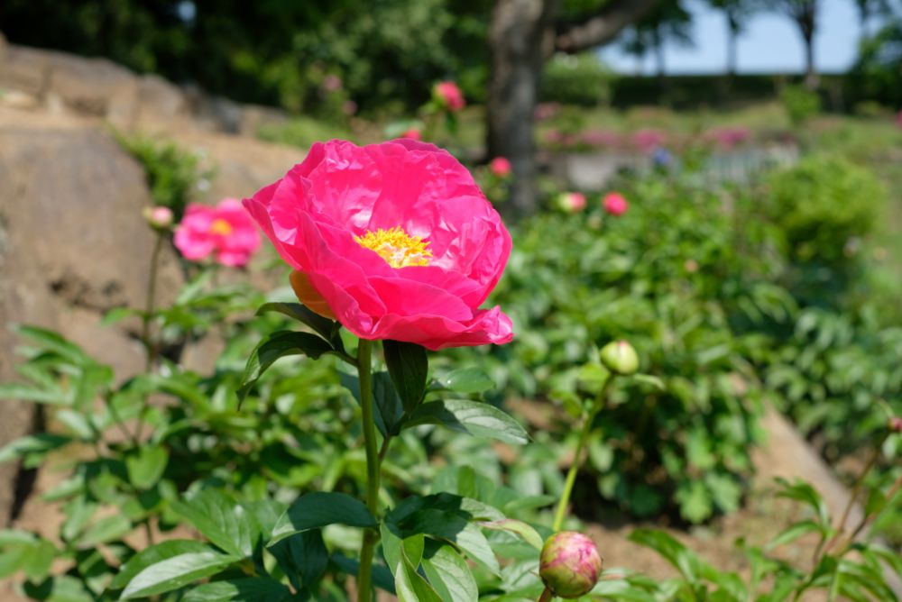 こどもの日、5/5（祝・木）はお子さまの入園無料！