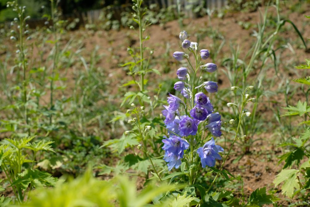 こどもの日、5/5（祝・木）はお子さまの入園無料！