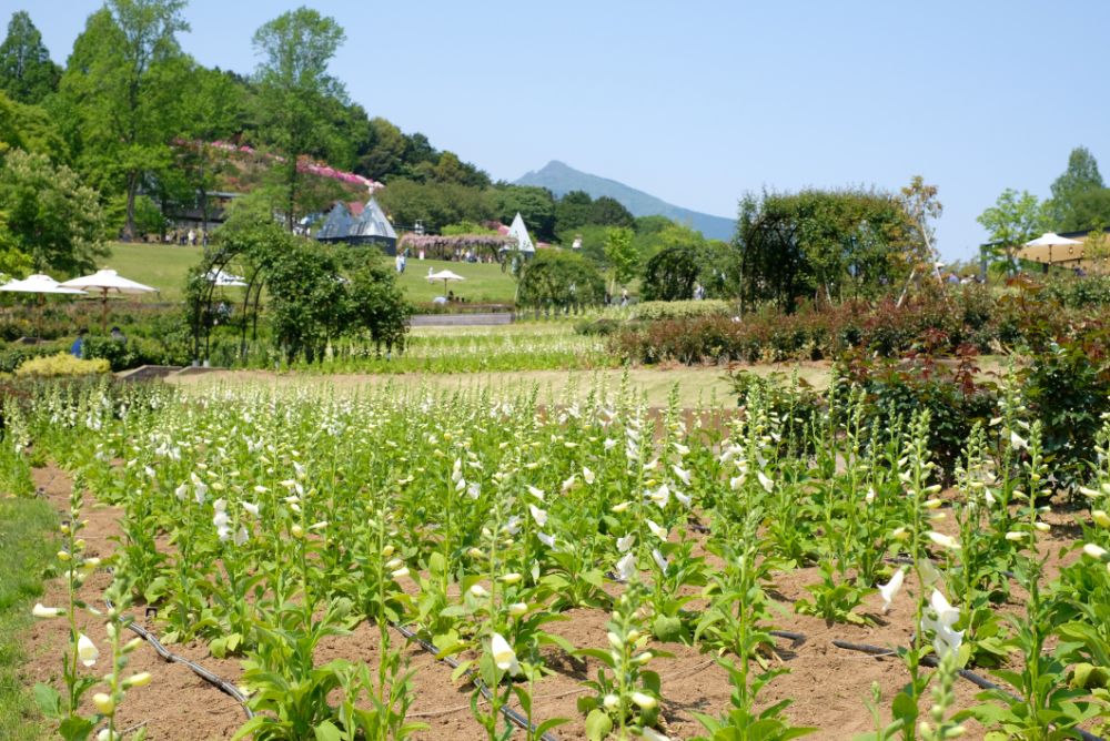 こどもの日、5/5（祝・木）はお子さまの入園無料！