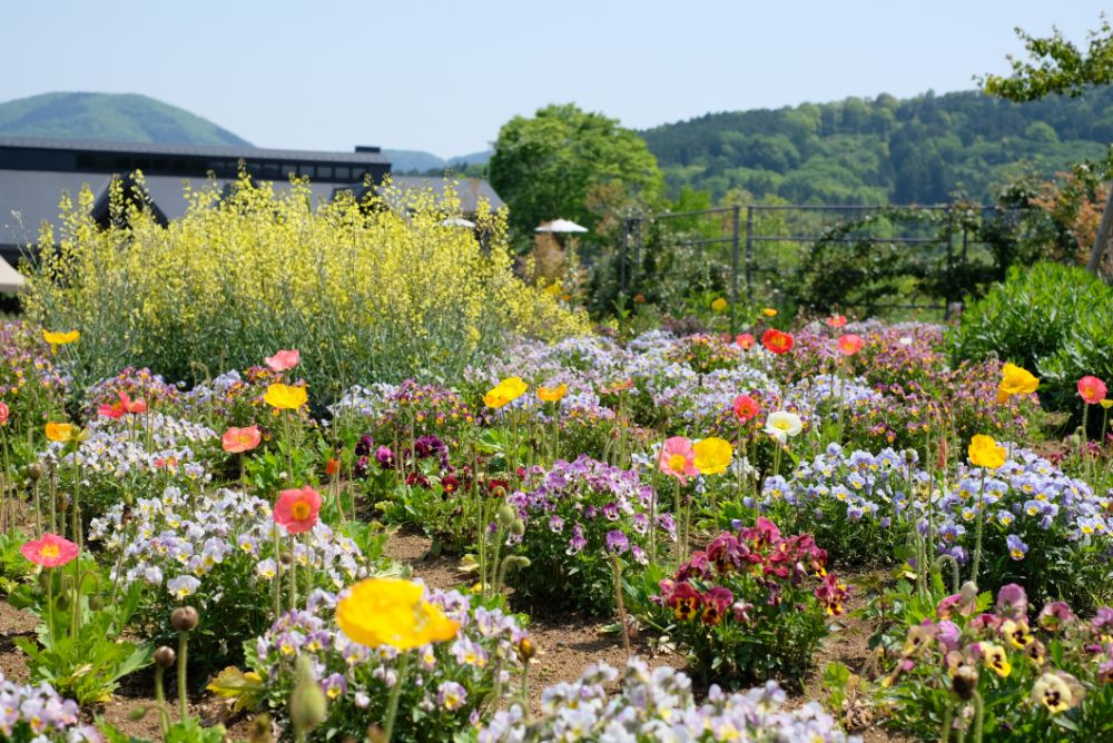 こどもの日、5/5（祝・木）はお子さまの入園無料！