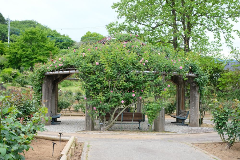 2022/5/11【開花状況】バラの開花状況