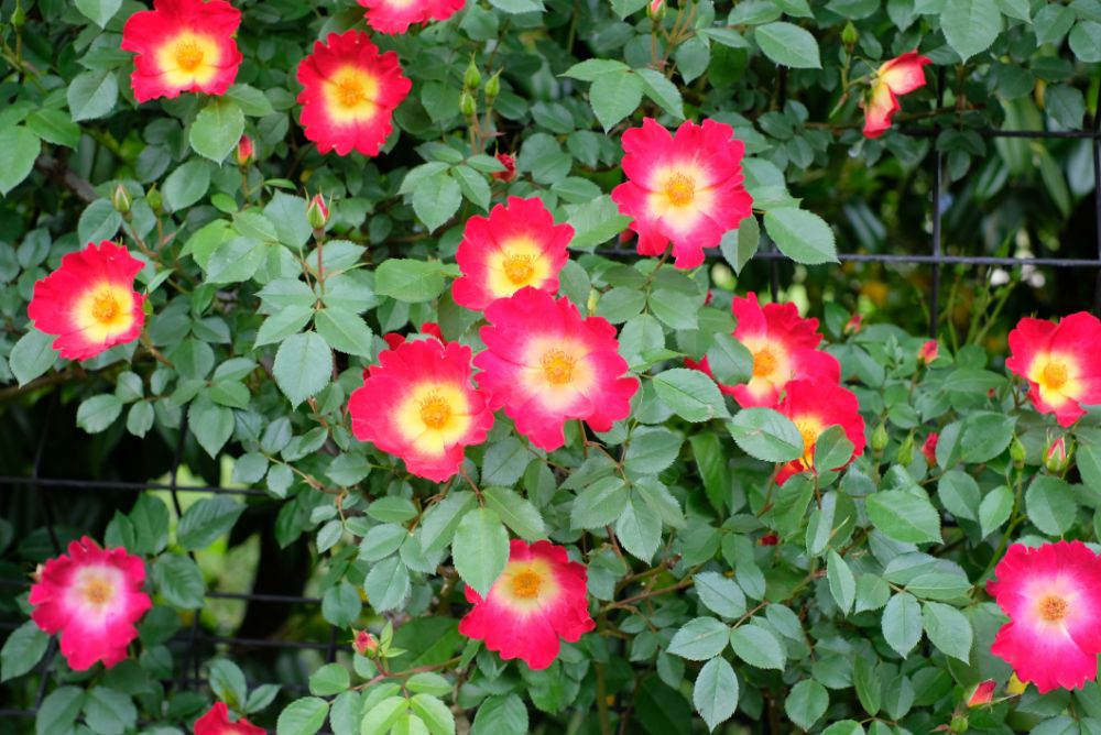 2022/5/11【開花状況】バラの開花状況