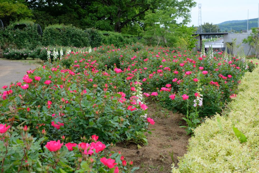 2022/5/11【開花状況】バラの開花状況