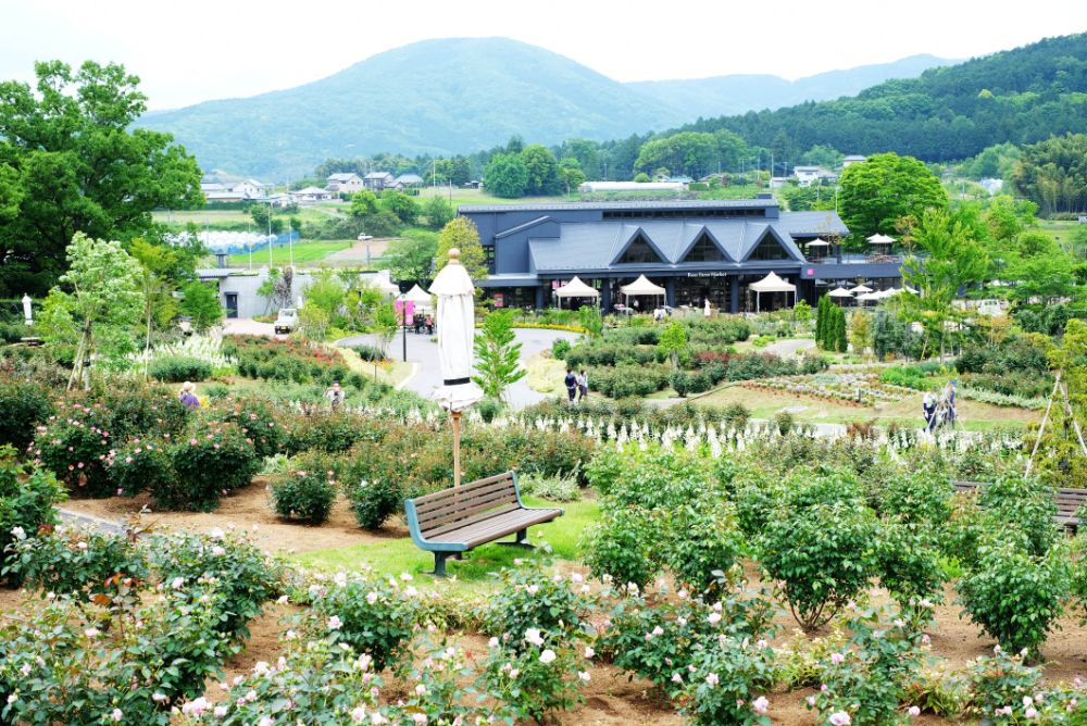 本日より春バラシーズン！これから見頃をむかえる春バラのガーデンツアーを開催