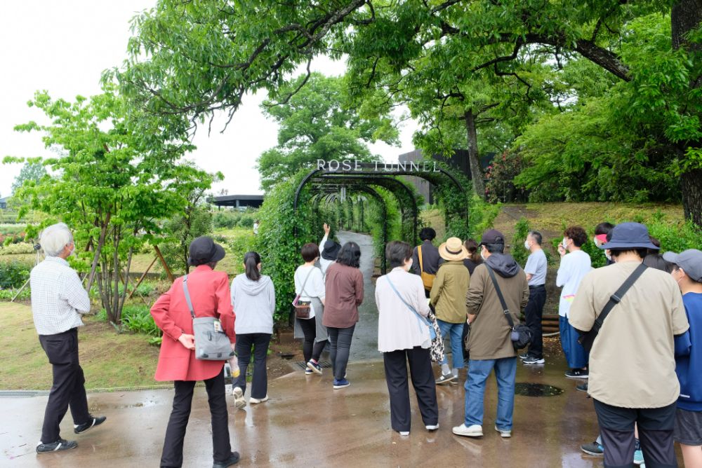 これから見頃を迎える春バラのガーデンツアーを開催中