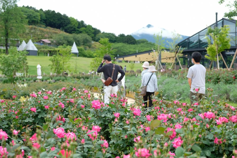 これから見頃を迎える春バラのガーデンツアーを開催中