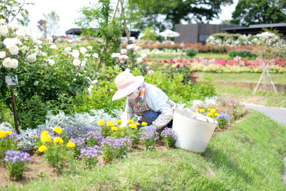 2022/5/28【開花状況】バラの開花状況
