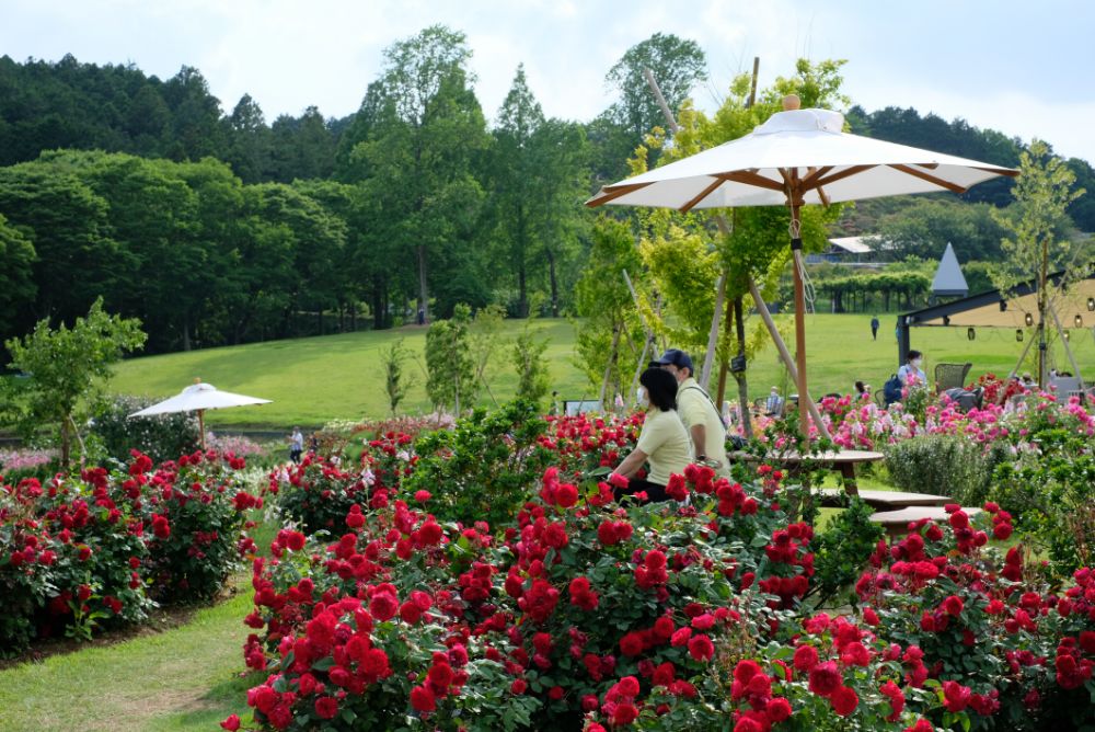 2022/5/26【開花状況】バラの開花状況