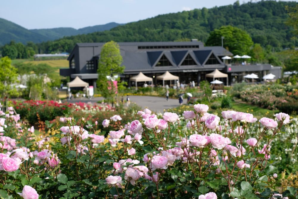 2022/5/26【開花状況】バラの開花状況