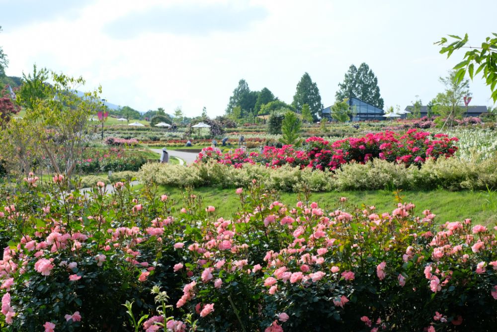 2022/5/26【開花状況】バラの開花状況