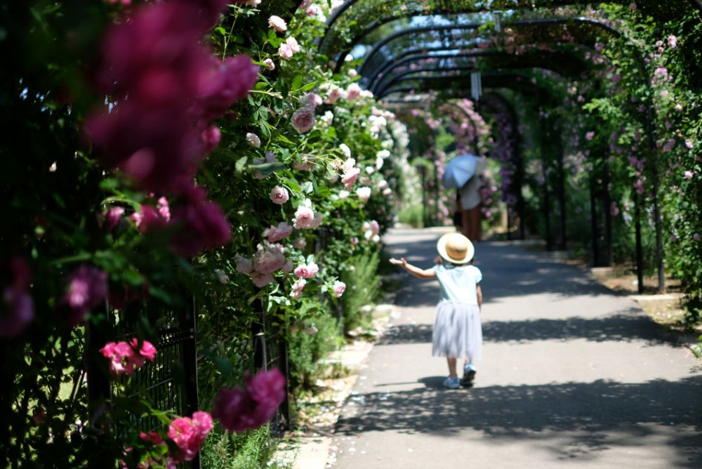 2022/5/30【開花状況】バラの開花状況