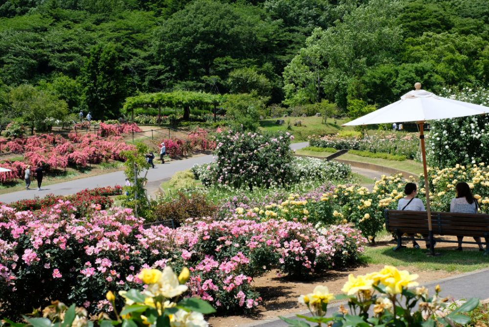 2022/5/30【開花状況】バラの開花状況