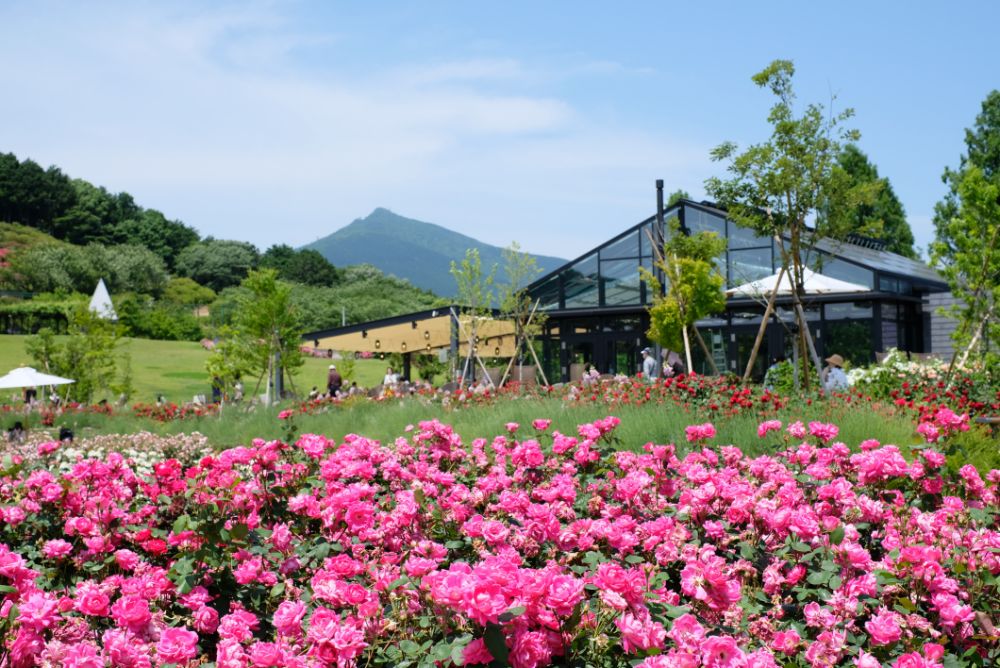 2022/5/30【開花状況】バラの開花状況