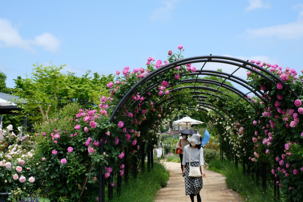 2022/5/30【開花状況】バラの開花状況