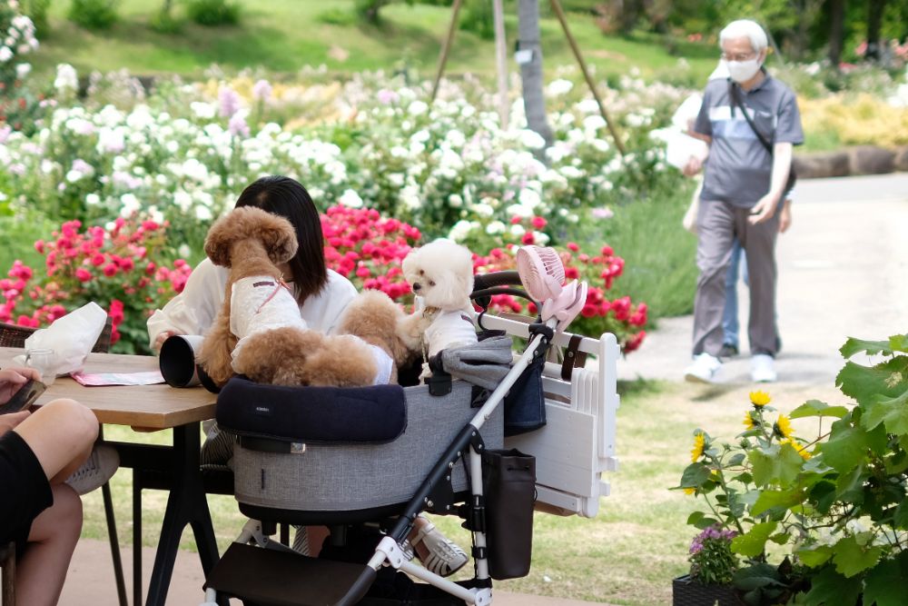 2022/5/30【開花状況】バラの開花状況