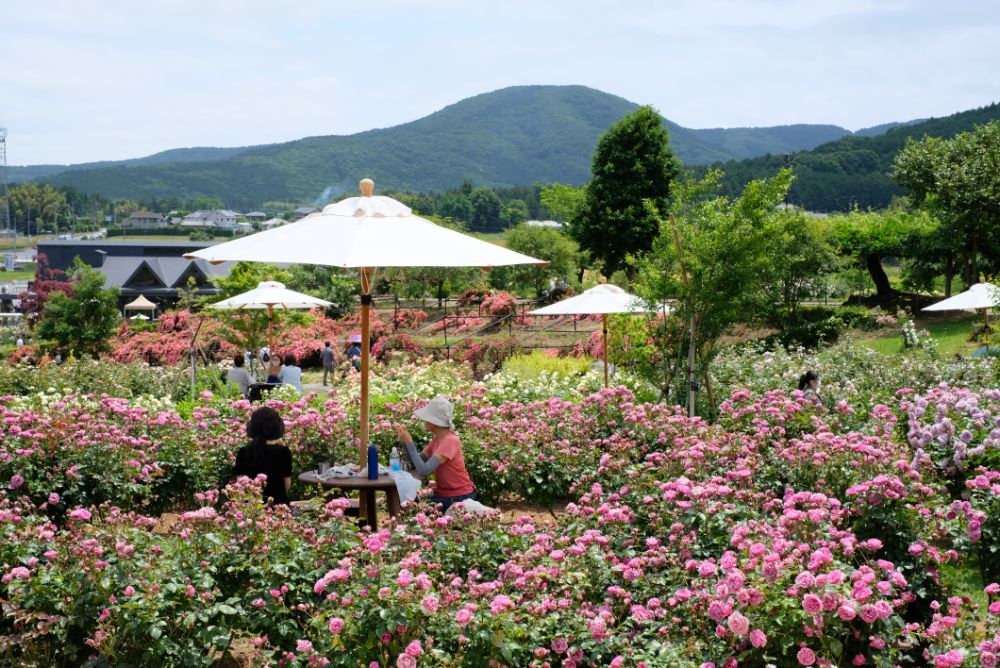 2022/5/30【開花状況】バラの開花状況