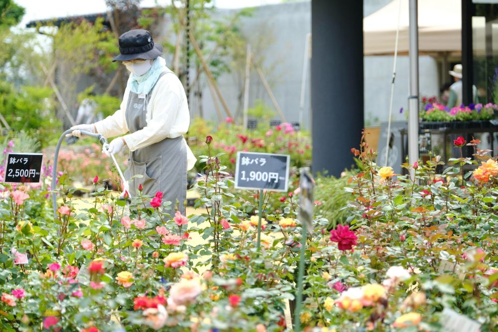 華やかな風味を味わうバラのソフトクリーム