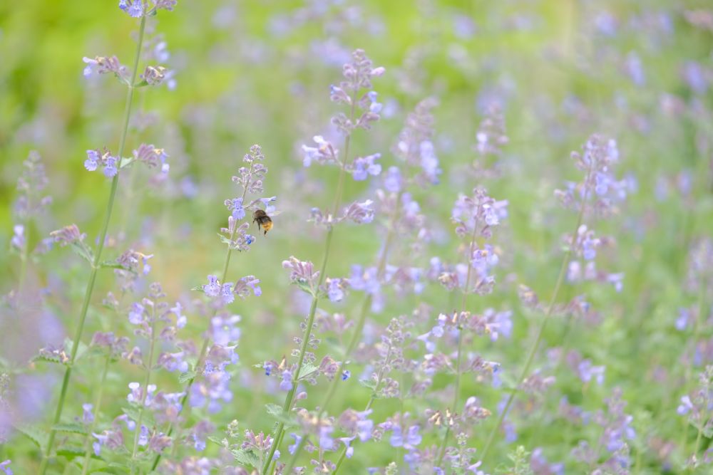 2022/5/22【開花状況】バラの開花状況
