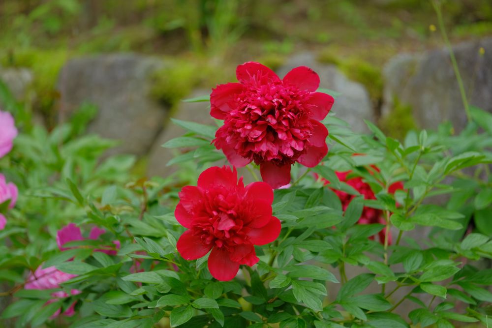 2022/5/22【開花状況】バラの開花状況