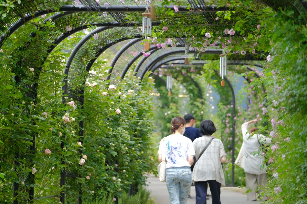 2022/5/22【開花状況】バラの開花状況