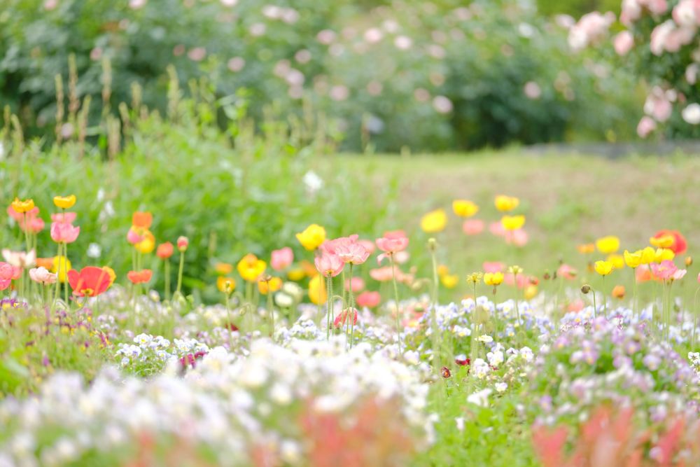 2022/5/26【開花状況】バラの開花状況