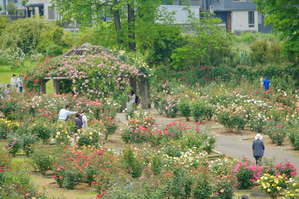 2022/5/22【開花状況】バラの開花状況