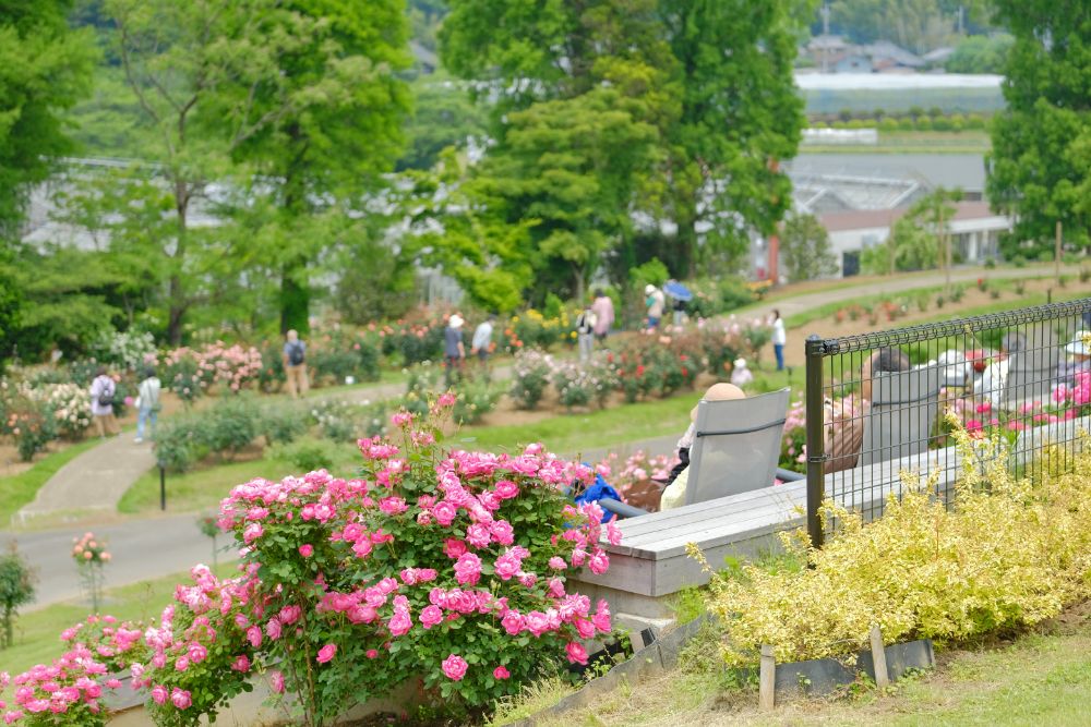 2022/5/22【開花状況】バラの開花状況