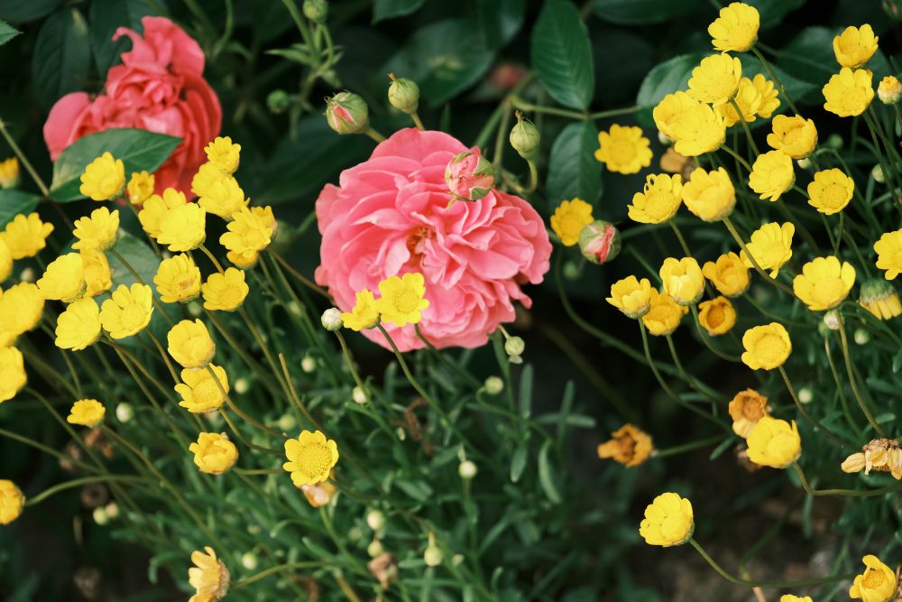 2022/5/28【開花状況】バラの開花状況